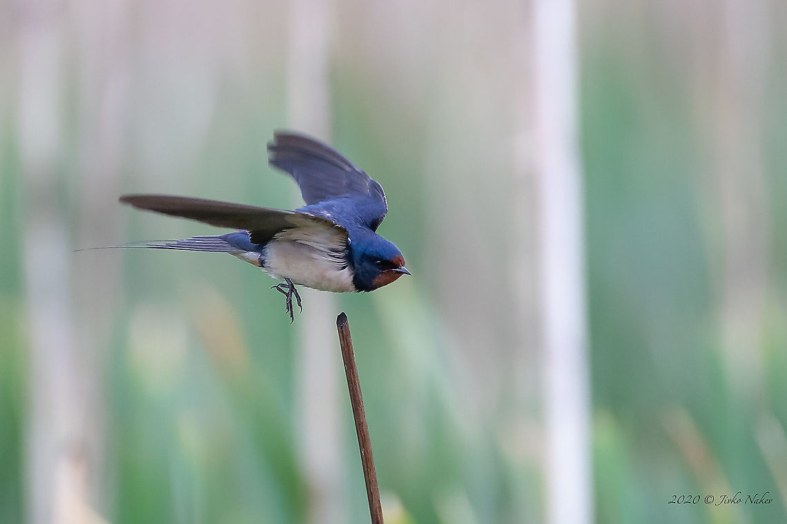 Barn swallow - Hirundo rustica Today tried to shoot some swallows in flight. Quite frustrating! -:) But still... Animal,Animalia,Aves,Barn Swallow,Barn swallow,Bird,Bulgaria,Chordata,Europe,Geotagged,Hirundinidae,Hirundo rustica,Mramor,Nature,Passeriformes,Passerine,Sofia,Spring,Wildlife