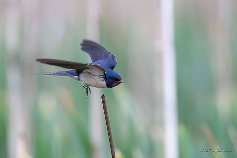 Barn swallow - Hirundo rustica Today tried to shoot some swallows in flight. Quite frustrating! -:) But still... Animal,Animalia,Aves,Barn Swallow,Barn swallow,Bird,Bulgaria,Chordata,Europe,Geotagged,Hirundinidae,Hirundo rustica,Mramor,Nature,Passeriformes,Passerine,Sofia,Spring,Wildlife