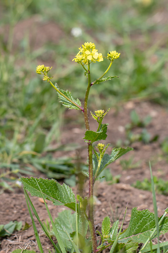 Charlock mustard - Sinapis arvensis <figure class="photo"><a href="https://www.jungledragon.com/image/93784/charlock_mustard_-_sinapis_arvensis.html" title="Charlock mustard - Sinapis arvensis"><img src="https://s3.amazonaws.com/media.jungledragon.com/images/1332/93784_thumb.jpg?AWSAccessKeyId=05GMT0V3GWVNE7GGM1R2&Expires=1759968010&Signature=20drqS4lBudFSns1fAfWY%2Bgk%2Bik%3D" width="200" height="134" alt="Charlock mustard - Sinapis arvensis https://www.jungledragon.com/image/93783/charlock_mustard_-_sinapis_arvensis.html Brassicaceae,Brassicales,Bulgaria,Charlock,Charlock mustard,Eudicot,Europe,Flowering Plant,Geotagged,Magnoliophyta,Mramor,Nature,Plantae,Sinapis arvensis,Sofia,Spring,Wild mustard,Wildlife" /></a></figure> Brassicaceae,Brassicales,Bulgaria,Charlock,Charlock mustard,Eudicot,Europe,Flowering Plant,Geotagged,Magnoliophyta,Mramor,Nature,Plantae,Sinapis arvensis,Sofia,Spring,Wild mustard,Wildlife