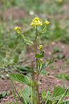 Charlock mustard - Sinapis arvensis https://www.jungledragon.com/image/93784/charlock_mustard_-_sinapis_arvensis.html Brassicaceae,Brassicales,Bulgaria,Charlock,Charlock mustard,Eudicot,Europe,Flowering Plant,Geotagged,Magnoliophyta,Mramor,Nature,Plantae,Sinapis arvensis,Sofia,Spring,Wild mustard,Wildlife
