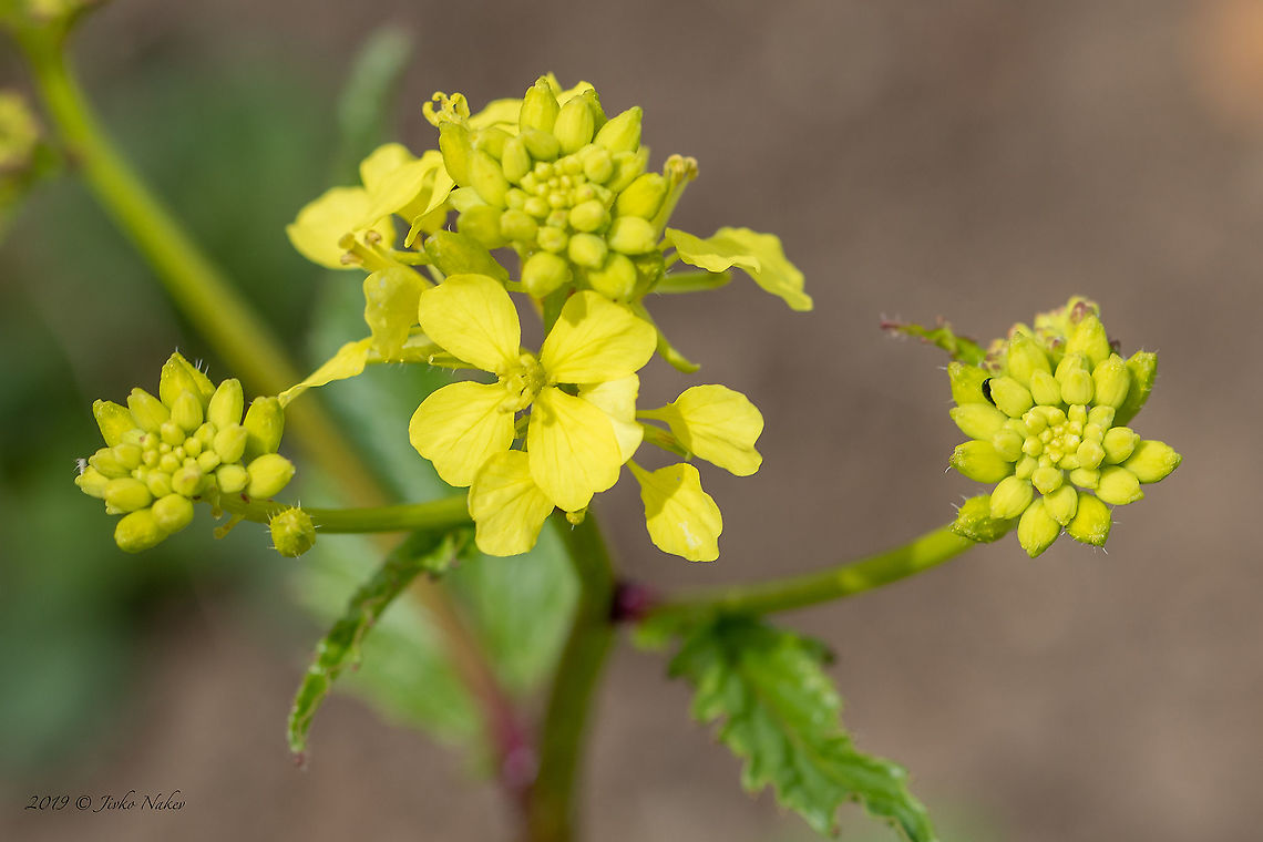 Charlock mustard - Sinapis arvensis <figure class="photo"><a href="https://www.jungledragon.com/image/93783/charlock_mustard_-_sinapis_arvensis.html" title="Charlock mustard - Sinapis arvensis"><img src="https://s3.amazonaws.com/media.jungledragon.com/images/1332/93783_thumb.jpg?AWSAccessKeyId=05GMT0V3GWVNE7GGM1R2&Expires=1759968010&Signature=2tKyNz3Hb%2FHFUf8RGnFpVQ8QEXc%3D" width="102" height="152" alt="Charlock mustard - Sinapis arvensis https://www.jungledragon.com/image/93784/charlock_mustard_-_sinapis_arvensis.html Brassicaceae,Brassicales,Bulgaria,Charlock,Charlock mustard,Eudicot,Europe,Flowering Plant,Geotagged,Magnoliophyta,Mramor,Nature,Plantae,Sinapis arvensis,Sofia,Spring,Wild mustard,Wildlife" /></a></figure> Brassicaceae,Brassicales,Bulgaria,Charlock,Charlock mustard,Eudicot,Europe,Flowering Plant,Geotagged,Magnoliophyta,Mramor,Nature,Plantae,Sinapis arvensis,Sofia,Spring,Wild mustard,Wildlife