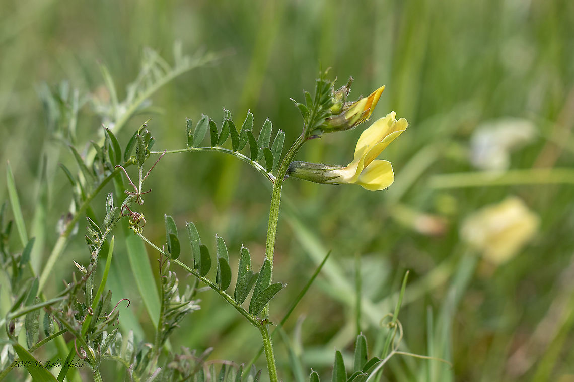 Large-flowered vetch - Vicia grandiflora <figure class="photo"><a href="https://www.jungledragon.com/image/93787/large-flowered_vetch_-_vicia_grandiflora.html" title="Large-flowered vetch - Vicia grandiflora"><img src="https://s3.amazonaws.com/media.jungledragon.com/images/1332/93787_thumb.jpg?AWSAccessKeyId=05GMT0V3GWVNE7GGM1R2&Expires=1769040010&Signature=6dDd4IUICzLBRe7RGPlR%2B95bAg0%3D" width="200" height="134" alt="Large-flowered vetch - Vicia grandiflora https://www.jungledragon.com/image/93786/large-flowered_vetch_-_vicia_grandiflora.html Bulgaria,Eudicot,Europe,Fabaceae,Fabales,Flowering Plant,Geotagged,Large-flowered vetch,Magnoliophyta,Mramor,Nature,Plantae,Sofia,Spring,Vicia grandiflora,Wildlife" /></a></figure> Bulgaria,Eudicot,Europe,Fabaceae,Fabales,Flowering Plant,Geotagged,Large-flowered vetch,Magnoliophyta,Mramor,Nature,Plantae,Sofia,Spring,Vicia grandiflora,Wildlife