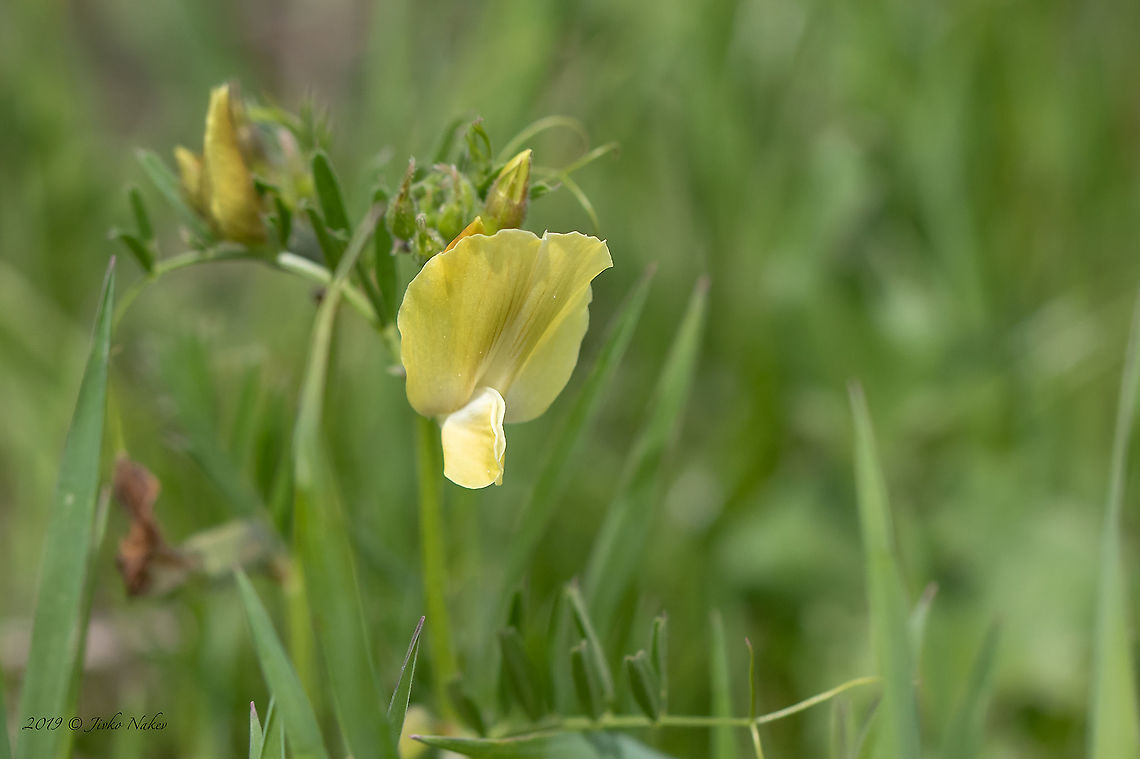 Large-flowered vetch - Vicia grandiflora <figure class="photo"><a href="https://www.jungledragon.com/image/93786/large-flowered_vetch_-_vicia_grandiflora.html" title="Large-flowered vetch - Vicia grandiflora"><img src="https://s3.amazonaws.com/media.jungledragon.com/images/1332/93786_thumb.jpg?AWSAccessKeyId=05GMT0V3GWVNE7GGM1R2&Expires=1769040010&Signature=J7gw8FbIiVjz2TEqAKRaJIgQ0z8%3D" width="200" height="134" alt="Large-flowered vetch - Vicia grandiflora https://www.jungledragon.com/image/93787/large-flowered_vetch_-_vicia_grandiflora.html Bulgaria,Eudicot,Europe,Fabaceae,Fabales,Flowering Plant,Geotagged,Large-flowered vetch,Magnoliophyta,Mramor,Nature,Plantae,Sofia,Spring,Vicia grandiflora,Wildlife" /></a></figure> Bulgaria,Eudicot,Europe,Fabaceae,Fabales,Flowering Plant,Geotagged,Large-flowered vetch,Magnoliophyta,Mramor,Nature,Plantae,Sofia,Spring,Vicia grandiflora,Wildlife