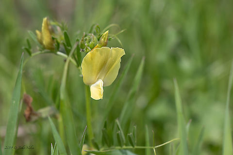 Large-flowered vetch - Vicia grandiflora https://www.jungledragon.com/image/93786/large-flowered_vetch_-_vicia_grandiflora.html Bulgaria,Eudicot,Europe,Fabaceae,Fabales,Flowering Plant,Geotagged,Large-flowered vetch,Magnoliophyta,Mramor,Nature,Plantae,Sofia,Spring,Vicia grandiflora,Wildlife