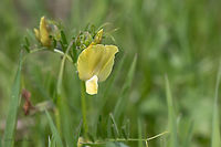 Large-flowered vetch - Vicia grandiflora https://www.jungledragon.com/image/93786/large-flowered_vetch_-_vicia_grandiflora.html Bulgaria,Eudicot,Europe,Fabaceae,Fabales,Flowering Plant,Geotagged,Large-flowered vetch,Magnoliophyta,Mramor,Nature,Plantae,Sofia,Spring,Vicia grandiflora,Wildlife