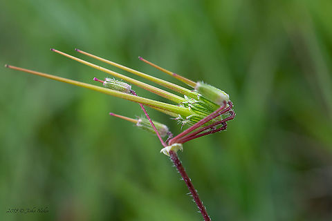 Common stork's-bill