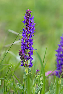 Woodland sage - Salvia nemorosa  Balkan clary,Bulgaria,Dragoman marsh,Eudicot,Europe,Flowering Plant,Geotagged,Lamiaceae,Lamiales,Magnoliophyta,Nature,Plantae,Salvia Nemorosa,Salvia nemorosa,Spring,Wetland,Wildlife,Woodland sage