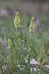 Yellow mignonette - Reseda lutea https://www.jungledragon.com/image/93812/yellow_mignonette_-_reseda_lutea.html Brassicales,Bulgaria,Dragoman marsh,Eudicot,Europe,Flowering Plant,Geotagged,Magnoliophyta,Nature,Plantae,Reseda lutea,Resedaceae,Spring,Wetland,Wild mignonette,Wildlife,Yellow mignonette