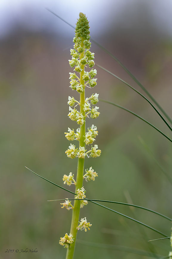 Yellow mignonette - Reseda lutea <figure class="photo"><a href="https://www.jungledragon.com/image/93811/yellow_mignonette_-_reseda_lutea.html" title="Yellow mignonette - Reseda lutea"><img src="https://s3.amazonaws.com/media.jungledragon.com/images/1332/93811_thumb.jpg?AWSAccessKeyId=05GMT0V3GWVNE7GGM1R2&Expires=1759968010&Signature=rBLBnGjdyu88P%2F7U48ladsVwfZ0%3D" width="102" height="152" alt="Yellow mignonette - Reseda lutea https://www.jungledragon.com/image/93812/yellow_mignonette_-_reseda_lutea.html Brassicales,Bulgaria,Dragoman marsh,Eudicot,Europe,Flowering Plant,Geotagged,Magnoliophyta,Nature,Plantae,Reseda lutea,Resedaceae,Spring,Wetland,Wild mignonette,Wildlife,Yellow mignonette" /></a></figure> Brassicales,Bulgaria,Dragoman marsh,Eudicot,Europe,Flowering Plant,Geotagged,Magnoliophyta,Nature,Plantae,Reseda lutea,Resedaceae,Spring,Wetland,Wild mignonette,Wildlife,Yellow mignonette
