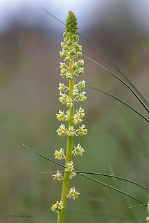 Yellow mignonette - Reseda lutea https://www.jungledragon.com/image/93811/yellow_mignonette_-_reseda_lutea.html Brassicales,Bulgaria,Dragoman marsh,Eudicot,Europe,Flowering Plant,Geotagged,Magnoliophyta,Nature,Plantae,Reseda lutea,Resedaceae,Spring,Wetland,Wild mignonette,Wildlife,Yellow mignonette