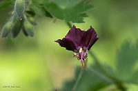 Dusky crane's-bill, Mourning widow - Geranium phaeum https://www.jungledragon.com/image/93972/dusky_cranes-bill_mourning_widow_-_geranium_phaeum.html<br />
https://www.jungledragon.com/image/93971/dusky_cranes-bill_mourning_widow_-_geranium_phaeum.html Bulgaria,Dusky crane's-bill,Eudicot,Europe,Flowering Plant,Geotagged,Geraniaceae,Geraniales,Geranium phaeum,Magnoliophyta,Mourning widow,Nature,Plantae,Sofia,Spring,Wildlife