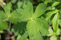 Dusky crane's-bill, Mourning widow - Geranium phaeum https://www.jungledragon.com/image/93972/dusky_cranes-bill_mourning_widow_-_geranium_phaeum.html<br />
https://www.jungledragon.com/image/93970/dusky_cranes-bill_mourning_widow_-_geranium_phaeum.html Bulgaria,Dusky crane's-bill,Eudicot,Europe,Flowering Plant,Geotagged,Geraniaceae,Geraniales,Geranium phaeum,Magnoliophyta,Mourning widow,Nature,Plantae,Sofia,Spring,Wildlife