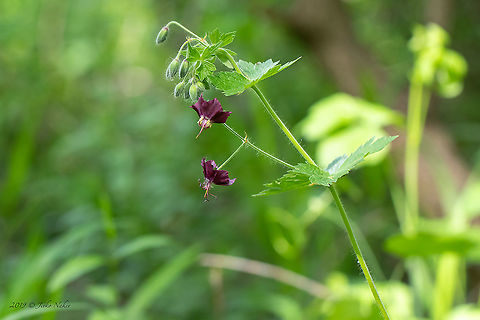Dusky crane's-bill, Mourning widow - Geranium phaeum https://www.jungledragon.com/image/93970/dusky_cranes-bill_mourning_widow_-_geranium_phaeum.html
https://www.jungledragon.com/image/93971/dusky_cranes-bill_mourning_widow_-_geranium_phaeum.html Bulgaria,Dusky crane's-bill,Eudicot,Europe,Flowering Plant,Geotagged,Geraniaceae,Geraniales,Geranium phaeum,Magnoliophyta,Mourning widow,Nature,Plantae,Sofia,Spring,Wildlife