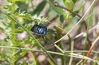 Down shieldbug - Canthophorus cf impressus This species is very similar to Canthophorus dubius. A certain identification requires dissection.<br />
https://www.jungledragon.com/image/94093/down_shieldbug_-_canthophorus_cf_impressus.html Animal,Animalia,Arthropoda,Bulgaria,Canthophorus impressus,Cydnidae,Down shieldbug,Down shielding,Europe,Geotagged,Golo Bardo mountain,Hemiptera,Insect,Insecta,Nature,Pernik,Spring,Wildlife
