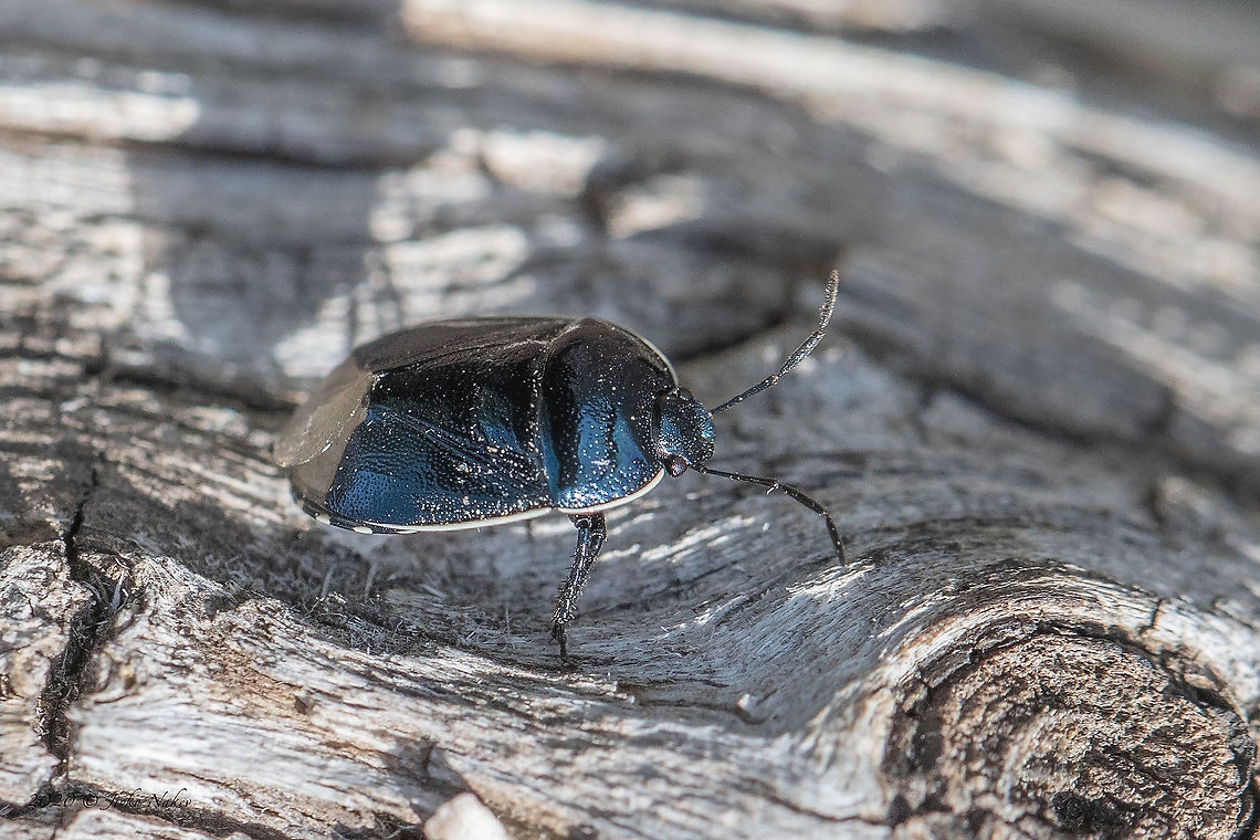 Down shieldbug - Canthophorus cf impressus This species is very similar to Canthophorus dubius. A certain identification requires dissection.<br />
<figure class="photo"><a href="https://www.jungledragon.com/image/94089/down_shieldbug_-_canthophorus_cf_impressus.html" title="Down shieldbug - Canthophorus cf impressus"><img src="https://s3.amazonaws.com/media.jungledragon.com/images/1332/94089_thumb.jpg?AWSAccessKeyId=05GMT0V3GWVNE7GGM1R2&Expires=1769040010&Signature=OrTdQR%2BeLs165Gqw5FG8k7xxmKc%3D" width="200" height="134" alt="Down shieldbug - Canthophorus cf impressus This species is very similar to Canthophorus dubius. A certain identification requires dissection.<br />
https://www.jungledragon.com/image/94093/down_shieldbug_-_canthophorus_cf_impressus.html Animal,Animalia,Arthropoda,Bulgaria,Canthophorus impressus,Cydnidae,Down shieldbug,Down shielding,Europe,Geotagged,Golo Bardo mountain,Hemiptera,Insect,Insecta,Nature,Pernik,Spring,Wildlife" /></a></figure> Animal,Animalia,Arthropoda,Bulgaria,Canthophorus impressus,Cydnidae,Down shieldbug,Down shielding,Europe,Geotagged,Golo Bardo mountain,Hemiptera,Insect,Insecta,Nature,Pernik,Spring,Wildlife