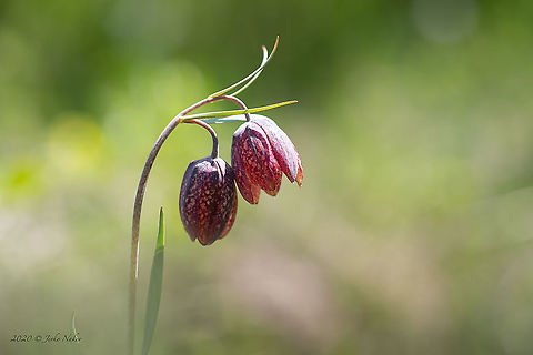 Fritillaria montana  Bulgaria,Europe,Flowering Plant,Fritillaria montana,Geotagged,Golo Bardo mountain,Liliaceae,Liliales,Magnoliophyta,Monocot,Nature,Pernik,Plantae,Spring,Wildlife