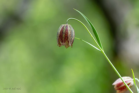 Fritillaria montana  Bulgaria,Europe,Flowering Plant,Fritillaria montana,Geotagged,Golo Bardo mountain,Liliaceae,Liliales,Magnoliophyta,Monocot,Nature,Pernik,Plantae,Spring,Wildlife