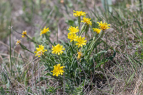Viper's-grass - Scorzonera humilis https://www.jungledragon.com/image/94119/vipers-grass_-_scorzonera_humilis.html Asteraceae,Asterales,Bulgaria,Eudicot,Europe,Flowering Plant,Geotagged,Golo Bardo mountain,Magnoliophyta,Nature,Pernik,Plantae,Scorzonera austriaca,Scorzonera humilis,Spring,Viper's grass,Vipers grass,Wildlife