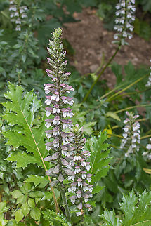 Bearsfoot - Acanthus mollis  Acanthaceae,Acanthus mollis,Bear's breeches,Catalonia,Eudicot,Europe,Flowering Plant,Geotagged,Lamiales,Magnoliophyta,Nature,Oyster plant,Plantae,Spain,Spring,Wildlife