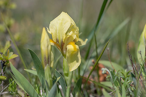 Yellow Pigmy iris - Iris cf pumila The identification of this species is questionable. Iris reichenbachii is very similar and difficult to distinguish based on photos. However, I will bet on Iris Pumila, having in mind already identified species from this area.
https://www.jungledragon.com/image/94191/purple_pigmy_iris_-_iris_pumila.html


 Asparagales,Bulgaria,Dwarf iris,Europe,Flowering Plant,Geotagged,Golo Bardo mountain,Iridaceae,Iris pumila,Magnoliophyta,Monocot,Nature,Pernik,Pigmy iris,Plantae,Spring,Wildlife