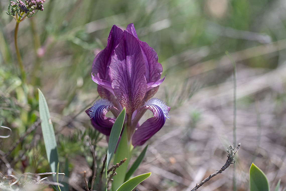 Purple Pigmy iris - Iris cf pumila The identification of this species is questionable. Iris reichenbachii is very similar and difficult to distinguish based on photos. However, I will bet on Iris Pumila, having in mind already identified species from this area.<br />
<figure class="photo"><a href="https://www.jungledragon.com/image/94190/yellow_pigmy_iris_-_iris_cf_pumila.html" title="Yellow Pigmy iris - Iris cf pumila"><img src="https://s3.amazonaws.com/media.jungledragon.com/images/1332/94190_thumb.jpg?AWSAccessKeyId=05GMT0V3GWVNE7GGM1R2&Expires=1769040010&Signature=k5A0uGNxMB5yqe4RGl%2BqWjcEOog%3D" width="200" height="134" alt="Yellow Pigmy iris - Iris cf pumila The identification of this species is questionable. Iris reichenbachii is very similar and difficult to distinguish based on photos. However, I will bet on Iris Pumila, having in mind already identified species from this area.<br />
https://www.jungledragon.com/image/94191/purple_pigmy_iris_-_iris_pumila.html<br />
<br />
<br />
 Asparagales,Bulgaria,Dwarf iris,Europe,Flowering Plant,Geotagged,Golo Bardo mountain,Iridaceae,Iris pumila,Magnoliophyta,Monocot,Nature,Pernik,Pigmy iris,Plantae,Spring,Wildlife" /></a></figure> Asparagales,Bulgaria,Dwarf iris,Europe,Flowering Plant,Geotagged,Golo Bardo mountain,Iridaceae,Iris pumila,Magnoliophyta,Monocot,Nature,Pernik,Pigmy iris,Plantae,Spring,Wildlife