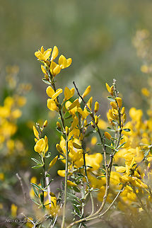 Cytisus procumbens