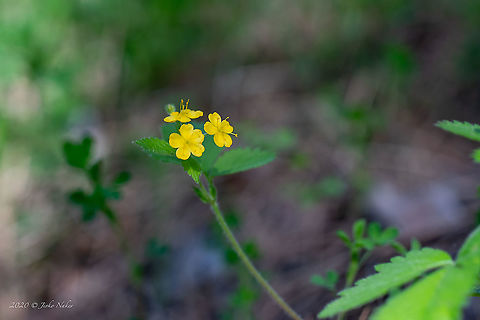 Bastard-agrimony - Aremonia agrimonoides  Aremonia agrimonoides,Bastard-agrimony,Bulgaria,Eudicot,Europe,Flowering Plant,Geotagged,Golo Bardo mountain,Magnoliophyta,Nature,Pernik,Plantae,Rosaceae,Rosales,Spring,Wildlife