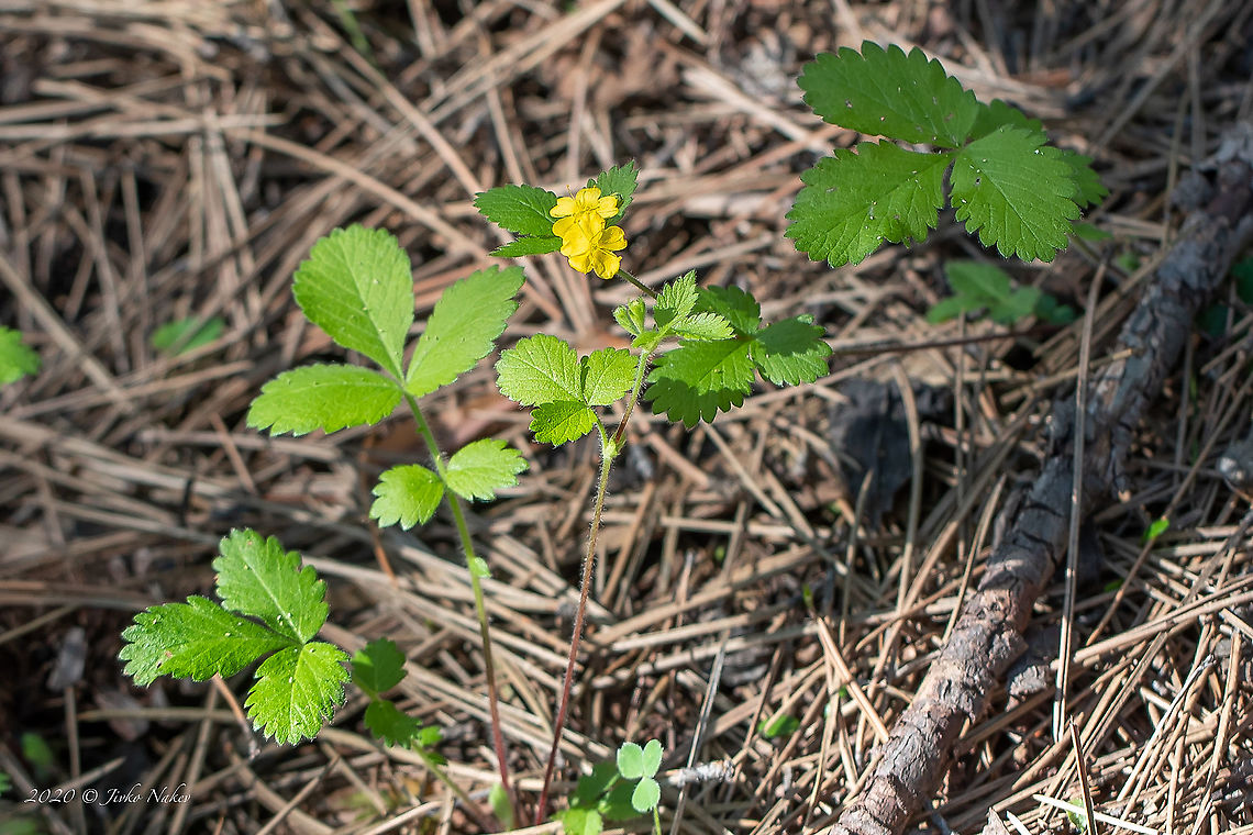 Bastard-agrimony - Aremonia agrimonoides  Aremonia agrimonoides,Bastard-agrimony,Bulgaria,Eudicot,Europe,Flowering Plant,Geotagged,Golo Bardo mountain,Magnoliophyta,Nature,Pernik,Plantae,Rosaceae,Rosales,Spring,Wildlife