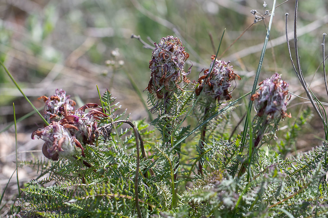 Pedicularis orthantha Nice plant unfortunately with already faded flowers. Balkan endemic species,Bulgaria,Eudicot,Europe,Flowering Plant,Geotagged,Golo Bardo mountain,Lamiales,Magnoliophyta,Nature,Orobanchaceae,Pedicularis orthantha,Pernik,Plantae,Spring,Wildlife
