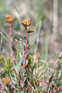 Euphorbia barrelieri https://www.jungledragon.com/image/94257/euphorbia_barrelieri.html Bulgaria,Eudicot,Euphorbia barrelieri,Euphorbiaceae,Europe,Flowering Plant,Geotagged,Golo Bardo mountain,Magnoliophyta,Malpighiales,Nature,Pernik,Plantae,Spring,Wildlife