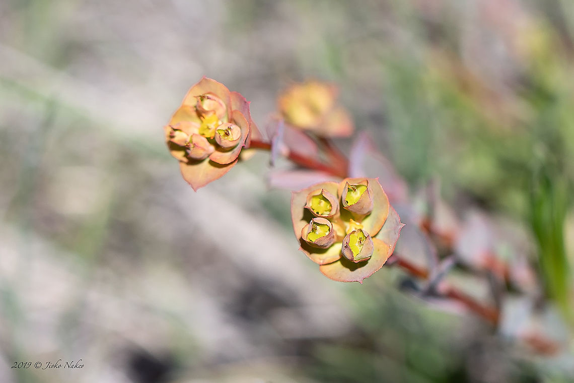 Euphorbia barrelieri <figure class="photo"><a href="https://www.jungledragon.com/image/94256/euphorbia_barrelieri.html" title="Euphorbia barrelieri"><img src="https://s3.amazonaws.com/media.jungledragon.com/images/1332/94256_thumb.jpg?AWSAccessKeyId=05GMT0V3GWVNE7GGM1R2&Expires=1769040010&Signature=mIc37Djk%2Fs7eNA%2FrHypMcTtz%2BQ8%3D" width="102" height="152" alt="Euphorbia barrelieri https://www.jungledragon.com/image/94257/euphorbia_barrelieri.html Bulgaria,Eudicot,Euphorbia barrelieri,Euphorbiaceae,Europe,Flowering Plant,Geotagged,Golo Bardo mountain,Magnoliophyta,Malpighiales,Nature,Pernik,Plantae,Spring,Wildlife" /></a></figure> Bulgaria,Eudicot,Euphorbia barrelieri,Euphorbiaceae,Europe,Flowering Plant,Geotagged,Golo Bardo mountain,Magnoliophyta,Malpighiales,Nature,Pernik,Plantae,Spring,Wildlife
