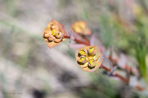 Euphorbia barrelieri https://www.jungledragon.com/image/94256/euphorbia_barrelieri.html Bulgaria,Eudicot,Euphorbia barrelieri,Euphorbiaceae,Europe,Flowering Plant,Geotagged,Golo Bardo mountain,Magnoliophyta,Malpighiales,Nature,Pernik,Plantae,Spring,Wildlife