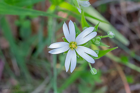 Field Mouse-ear - Cerastium arvense https://www.jungledragon.com/image/94259/field_mouse-ear_-_cerastium_arvense.html Bulgaria,Cerastium arvense,Europe,Field mouse-ear,Geotagged,Golo Bardo mountain,Pernik,Spring