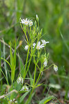 Field Mouse-ear - Cerastium arvense https://www.jungledragon.com/image/94258/field_mouse-ear_-_cerastium_arvense.html Bulgaria,Cerastium arvense,Europe,Field mouse-ear,Geotagged,Golo Bardo mountain,Pernik,Spring
