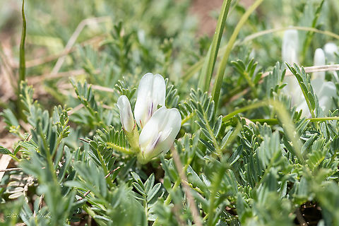 Astragalus angustifolius The flowers of this beautiful and prickly plant were photographed a year later. Really, don't sit on it, it's quite painful!
https://www.jungledragon.com/image/76867/astragalus_angustifolius.html Astragalus angustifolius,Astragalus echinoides,Bulgaria,Eudicot,Europe,Fabaceae,Fabales,Flowering Plant,Geotagged,Golo Bardo mountain,Magnoliophyta,Nature,Pernik,Plantae,Spring,Wildlife