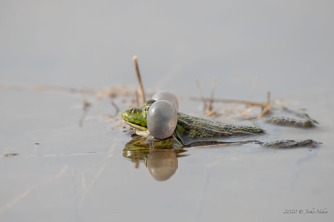 Marsh frog calling - Pelophylax ridibundus  Amphibia,Animal,Animalia,Anura,Bulgaria,Chordata,Europe,Geotagged,Marsh Frog,Marsh frog,Nature,Ognyanovo dam,Pelophylax ridibundus,Rana ridibunda,Ranidae,Sofia,Spring,Wildlife