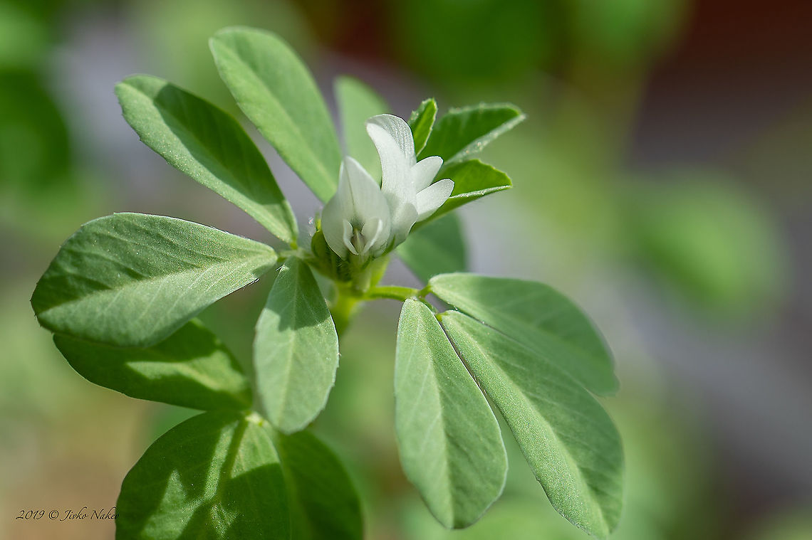Fenugreek - Trigonella foenum-graecum After almost no days off for the last few months and wondering what to shoot, I look at my wife&#039;s pots on the balcony, and oops, a beautiful little plant - fenugreek! Bulgaria,Eudicot,Europe,Fabaceae,Fabales,Fenugreek,Flowering Plant,Geotagged,Magnoliophyta,Nature,Plantae,Sofia,Spring,Trigonella foenum-graecum,Wildlife