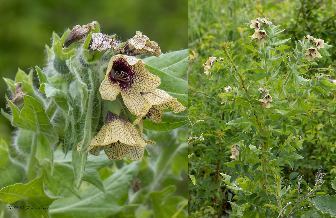 Black henbane - Hyoscyamus niger  Bulgaria,Geotagged,Henbane,Hyoscyamus niger,Spring