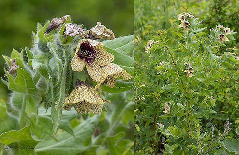 Black henbane - Hyoscyamus niger  Bulgaria,Geotagged,Henbane,Hyoscyamus niger,Spring