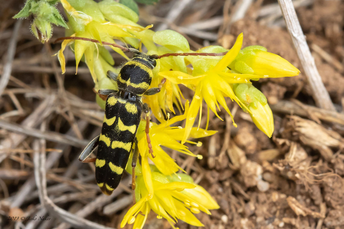 Echinocerus floralis (Plagionotus floralis) - Luzerne longicorn  Animal,Animalia,Arthropoda,Bezden lake,Bulgaria,Cerambycidae,Coleoptera,Echinocerus floralis,Europe,Geotagged,Insect,Insecta,Longhorn beetle,Luzerne longicorn,Nature,Plagionotus floralis,Sofia,Spring,Wildlife