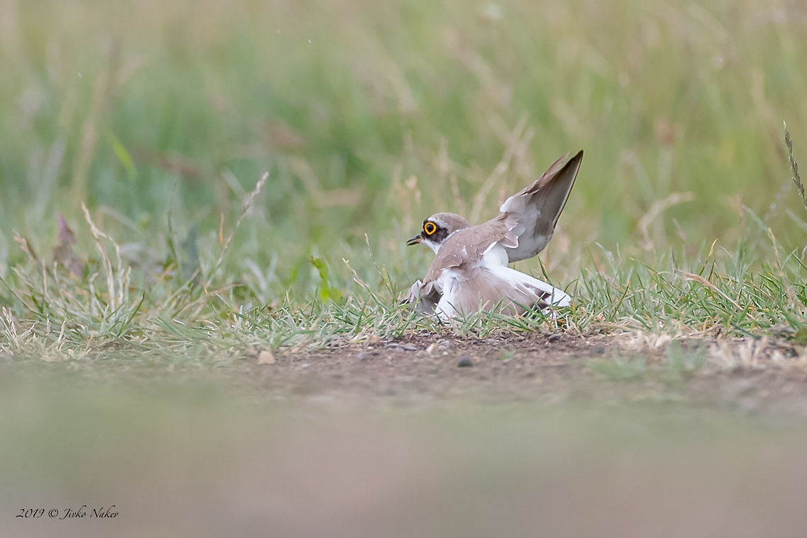Little Ringed Plover - Charadrius dubius This little brave bird has an interesting behavior when a predator approaches and threatens its nest (in this case it was me):<br />
It flew several times nearby to attract attention, and then landed 10 meters away from me, pretending to be wounded, rolling on the ground with his wings hanging as if they were broken. It shows that it is easy prey. As I approached, it flew a little further and the show began again. I guess it&#039;s the male, while the female is in the nest somewhere behind me. A little smart fallow!<br />
<figure class="photo"><a href="https://www.jungledragon.com/image/53173/little_ringed_plover_juvenile_-_charadrius_dubius.html" title="Little Ringed Plover Juvenile - Charadrius dubius"><img src="https://s3.amazonaws.com/media.jungledragon.com/images/1332/53173_thumb.jpg?AWSAccessKeyId=05GMT0V3GWVNE7GGM1R2&Expires=1767225610&Signature=cxZMFnF4u3Md0D4%2BjaDJMrcmjdQ%3D" width="200" height="134" alt="Little Ringed Plover Juvenile - Charadrius dubius https://www.jungledragon.com/image/95277/little_ringed_plover_-_charadrius_dubius.html Animal,Animalia,Aves,Bird,Bulgaria,Charadriidae,Charadriiformes,Charadrius dubius,Chordata,Europe,Geotagged,Little Ringed Plover,Little ringed plover,Nature,Ognyanovo dam,Sofia,Summer,Wildlife" /></a></figure> Animal,Animalia,Aves,Bird,Bulgaria,Charadriidae,Charadriiformes,Charadrius dubius,Chordata,Europe,Geotagged,Little Ringed Plover,Little ringed plover,Mramor,Nature,Sofia,Spring,Wildlife