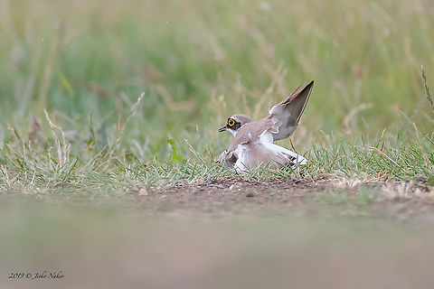 Little Ringed Plover - Charadrius dubius This little brave bird has an interesting behavior when a predator approaches and threatens its nest (in this case it was me):
It flew several times nearby to attract attention, and then landed 10 meters away from me, pretending to be wounded, rolling on the ground with his wings hanging as if they were broken. It shows that it is easy prey. As I approached, it flew a little further and the show began again. I guess it's the male, while the female is in the nest somewhere behind me. A little smart fallow!
https://www.jungledragon.com/image/53173/little_ringed_plover_juvenile_-_charadrius_dubius.html Animal,Animalia,Aves,Bird,Bulgaria,Charadriidae,Charadriiformes,Charadrius dubius,Chordata,Europe,Geotagged,Little Ringed Plover,Little ringed plover,Mramor,Nature,Sofia,Spring,Wildlife
