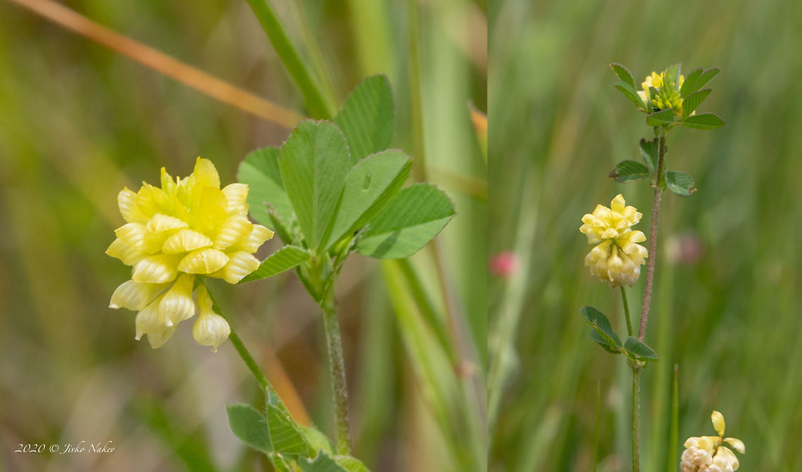 Field clover - Trifolium campestre  Bulgaria,Eudicot,Europe,Fabaceae,Fabales,Field clover,Flowering Plant,Geotagged,Hop Trefoil,Low hop trefoil,Magnoliophyta,Nature,Plantae,Sofia,Spring,Trifolium campestre,Wildlife