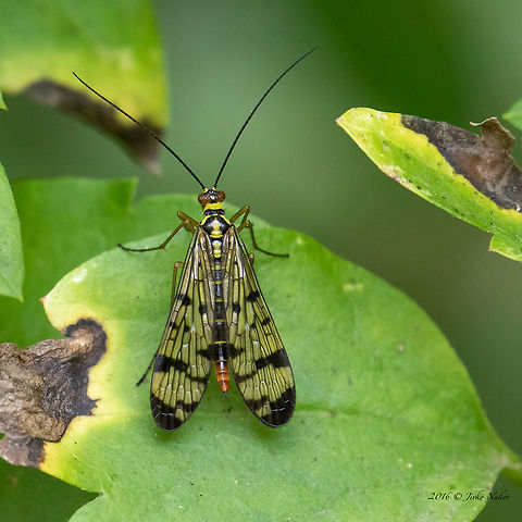 German scorpionfly - Panorpa cf. germanica  Animal,Animalia,Arthropoda,Bulgaria,Europe,Geotagged,German Scorpionfly,German scorpionfly,Insect,Insecta,Mecoptera,Panorpa germanica,Panorpidae,Sofia,South park,Summer,Wildlife