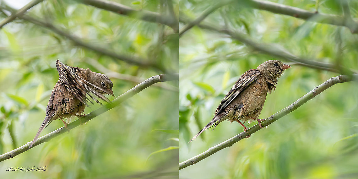 Ortolan bunting chick after bath - Emberiza hortulana  Animal,Animalia,Aves,Bezden lake,Bird,Bulgaria,Bunting,Chordata,Emberiza hortulana,Emberizidae,Geotagged,Ortolan bunting,Passeriformes,Passerine,Spring,Wildlife