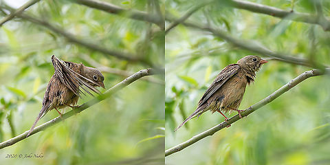 Ortolan bunting chick after bath - Emberiza hortulana  Animal,Animalia,Aves,Bezden lake,Bird,Bulgaria,Bunting,Chordata,Emberiza hortulana,Emberizidae,Geotagged,Ortolan bunting,Passeriformes,Passerine,Spring,Wildlife