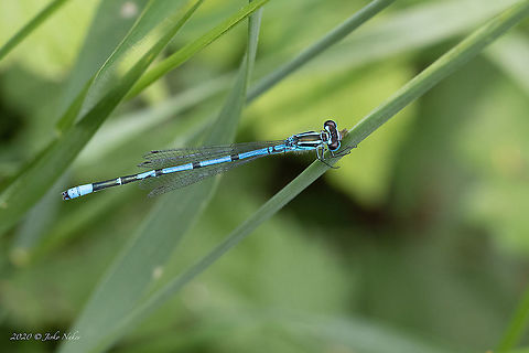 Coenagrion puella - Azure damselfly  Animal,Animalia,Arthropoda,Azure Damselfly,Bezden lake,Bulgaria,Coenagrion puella,Coenagrionidae,Damselfly,Geotagged,Insect,Insecta,Odonata,Spring,Wildlife