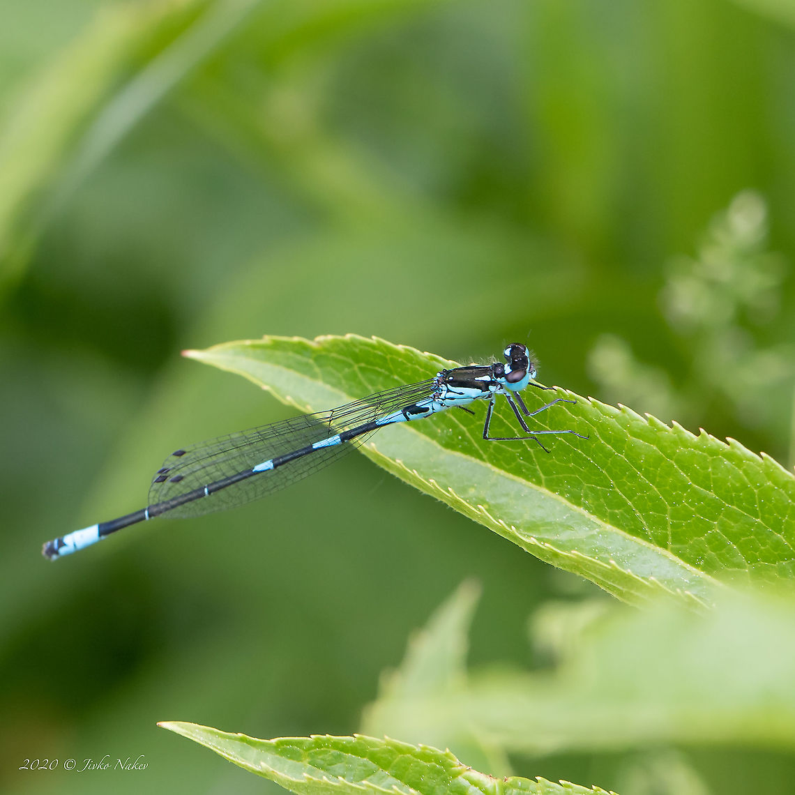 Variable damselfly - Coenagrion pulchellum  Animal,Animalia,Arthropoda,Bezden lake,Bulgaria,Coenagrion pulchellum,Coenagrionidae,Damselfly,Geotagged,Insect,Insecta,Odonata,Spring,Variable bluet,Variable damselfly,Wildlife