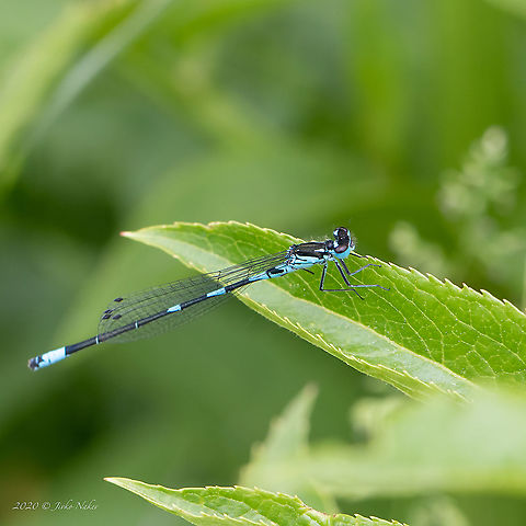 Variable damselfly - Coenagrion pulchellum  Animal,Animalia,Arthropoda,Bezden lake,Bulgaria,Coenagrion pulchellum,Coenagrionidae,Damselfly,Geotagged,Insect,Insecta,Odonata,Spring,Variable bluet,Variable damselfly,Wildlife