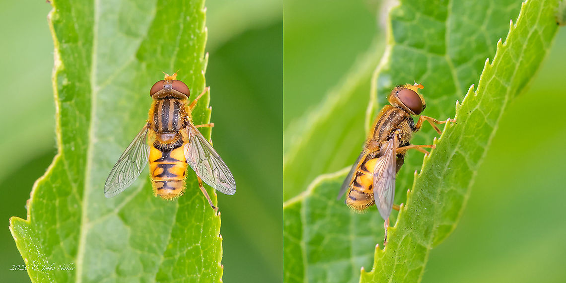 Parhelophilus versicolor  Animal,Animalia,Arthropoda,Bezden lake,Bulgaria,Diptera,Geotagged,Insect,Insecta,Parhelophilus versicolor,Spring,Syrphid fly,Syrphidae,Wildlife